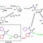 Ezetimibe Cơ Chế